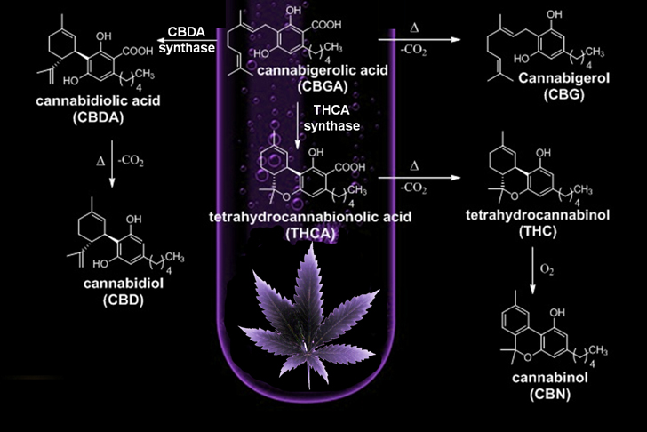 cannabinoides